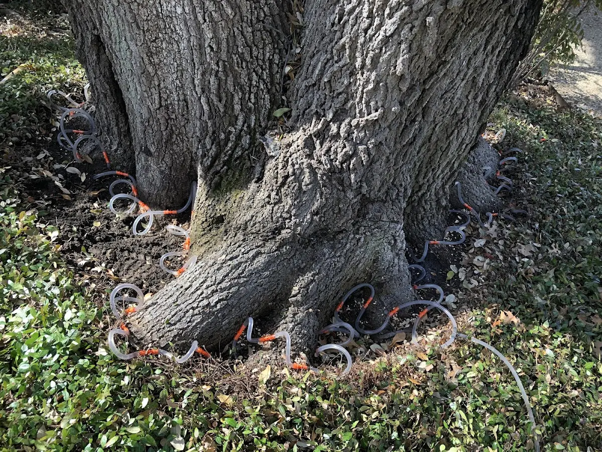 Detailed Tree Cabling and Bracing job site in North Fork